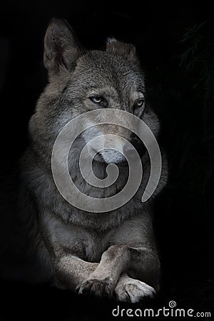 Portrait of condescending interrogative female she-wolf on black background, isolated Stock Photo