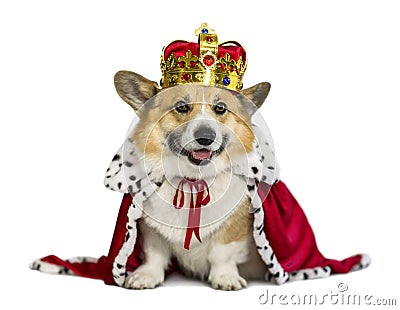 Portrait of a corgi dog in the red robe of the king and the precious golden imperial crown on a white isolated background Stock Photo