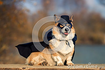 Portrait of a Corgi dog in a superhero Cape and mask sitting outside on a Sunny day with a mysterious smile Stock Photo