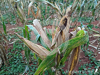 portrait of corn gardens in Indonesia As the basic ingredient of cornstarch which failed to harvest due to extreme climate Stock Photo