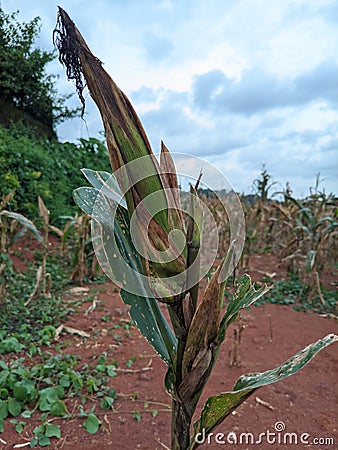 portrait of corn gardens in Indonesia As the basic ingredient of cornstarch which failed to harvest due to extreme climate Stock Photo