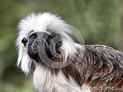 Portrait of Cotton-top tamarin, Saguinus oedipus Stock Photo