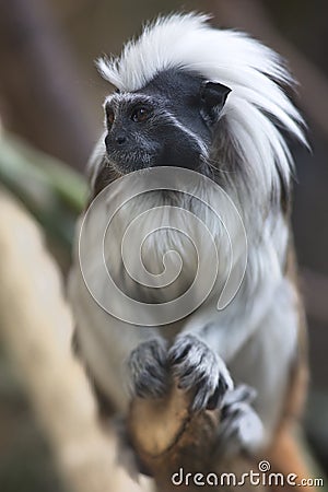 Portrait of cotton-top tamarin (Saguinus oedipus) Stock Photo