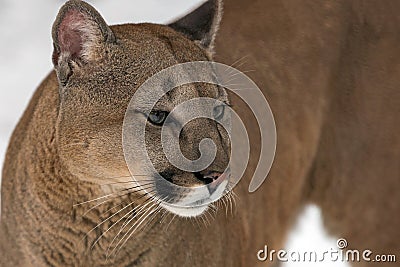 Cougar, mountain lion Stock Photo