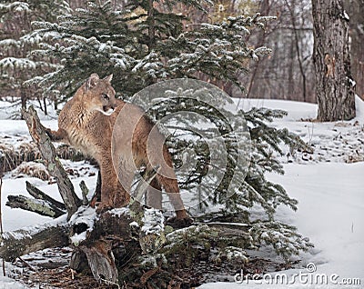 Cougar Stock Photo