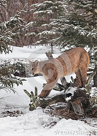 Cougar Stock Photo