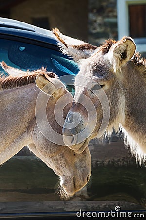 Portrait of a couple of donkeys do cuddles Stock Photo