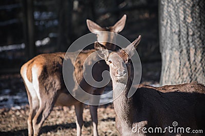 Portrait of couple of fallow deer looking at camera Stock Photo