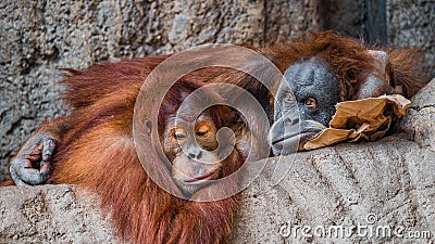 Portrait of couple of funny and boring Asian orangutans Stock Photo
