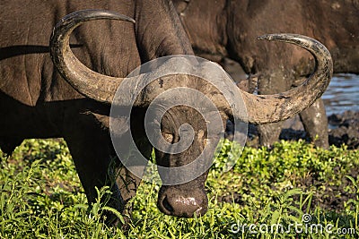 Portrait of cow African Cape buffalo. Stock Photo