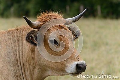 Portrait of cow from cattle breed La Maraichine Stock Photo