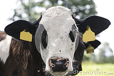 Portrait of a cow, flies on its face Stock Photo