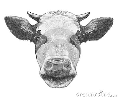 Portrait of Cow. Cartoon Illustration