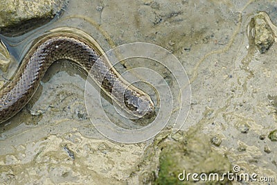 Portrait of a Crab Eater Snake Stock Photo