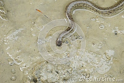 Portrait of a Crab Eater Snake Stock Photo
