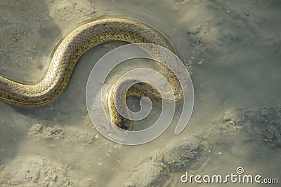 Portrait of a Crab Eater Snake Stock Photo