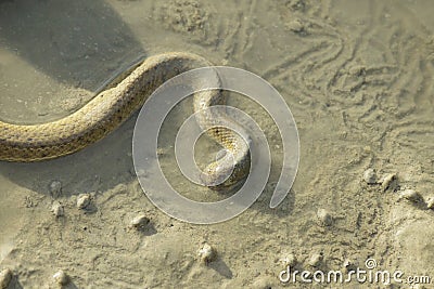 Portrait of a Crab Eater Snake Stock Photo