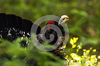 A portrait of a Western capercaillie, Tetrao urogallus, in Estonian boreal forest Stock Photo