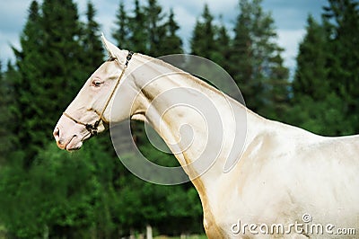 Portrait of creamello purebred akhalteke stallion Stock Photo