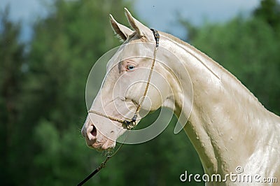 Portrait of creamello purebred akhalteke stallion Stock Photo