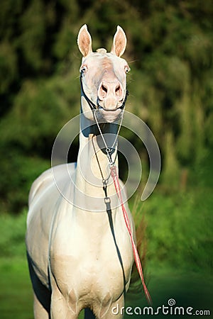 Portrait of creamello purebred young akhalteke stallion Stock Photo