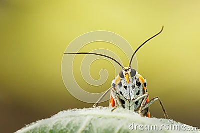 A portrait of a Crimson Speckled moth facing the camera face front against a smooth green and yellow background. the scientifc nam Stock Photo