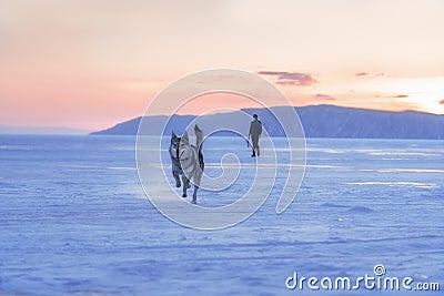 Portrait of a crossbreed dog and wolf running on frozen lake at sunset. Mountans on background. Stock Photo