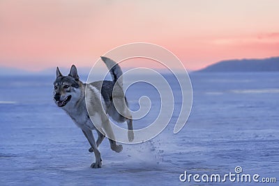 Portrait of a crossbreed dog and wolf running on frozen lake at sunset. Mountans on background. Stock Photo