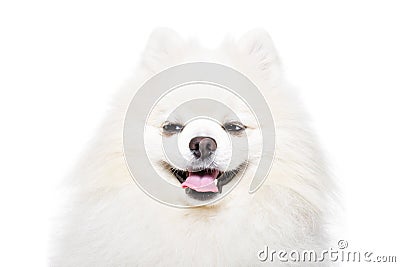 Portrait of a cunning Pomeranian Spitz Stock Photo