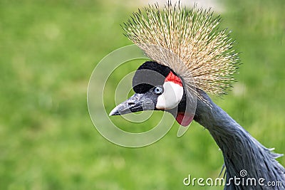 Portrait of a curious bird: crowned crane. Stock Photo