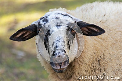 Portrait of a curious domesticated sheep in a farm. Stock Photo