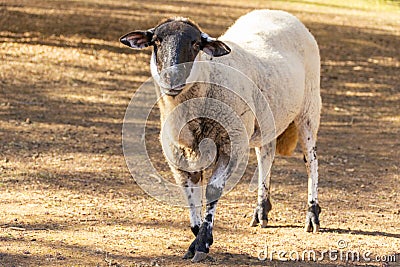 Portrait of a curious domesticated sheep in a farm. Stock Photo