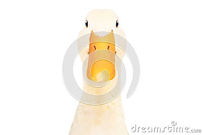Portrait of a curious duck Stock Photo