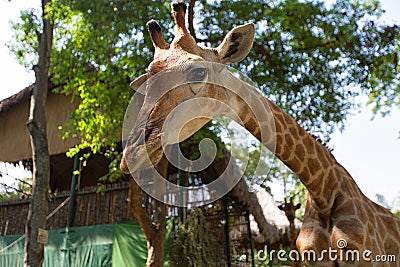 Portrait of a curious giraffe (Giraffa camelopardalis) Stock Photo