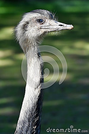 Portrait of a curious nandu ostrich Stock Photo