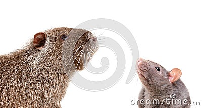 Portrait of curious nutria and rat Stock Photo