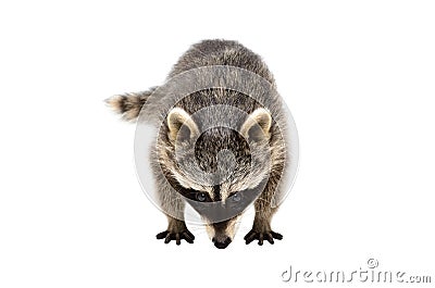 Portrait of a curious sniffing raccoon Stock Photo
