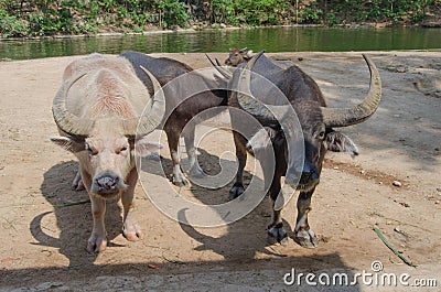 Buffalo. Stock Photo