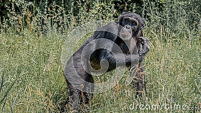Portrait of curious wondered adult Chimpanzee in tall grass Stock Photo