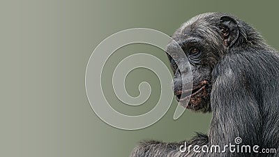 Portrait of curious wondered Chimpanzee at smooth gradient background Stock Photo