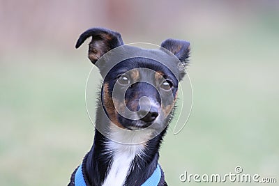 Portrait of a cute, attentive dog on blurry background Stock Photo