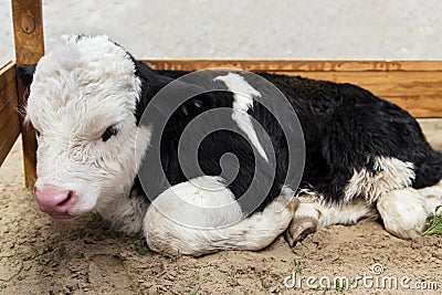 Portrait of cute baby bull calf Stock Photo