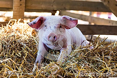 Portrait of a Cute Baby pig Stock Photo