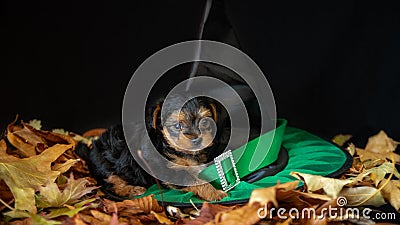 Portrait of a cute baby Yorskhire terrier, black and tan, on a bed of autumn leaves Stock Photo