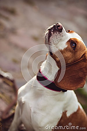 Portrait Of Cute Beagle Dog Stock Photo