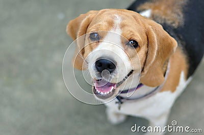 Portrait cute beagle puppy dog looking up Stock Photo