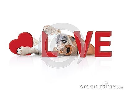 The Portrait cute beagle puppy dog with Love concept Stock Photo