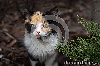 Portrait of a cute beautiful tricolor kitten near cypress Stock Photo