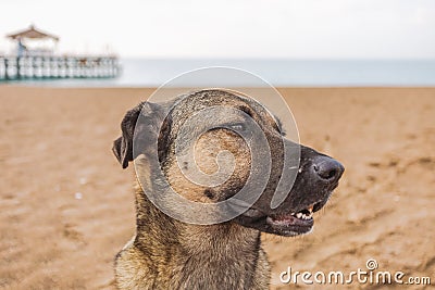 Portrait of cute big yellow mongrel dog relaxing at sandy summer beach outdoors Stock Photo