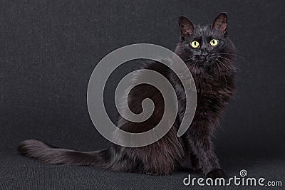 Portrait of a cute black cat sitting sideways and looking at the camera on a dark background. Stock Photo